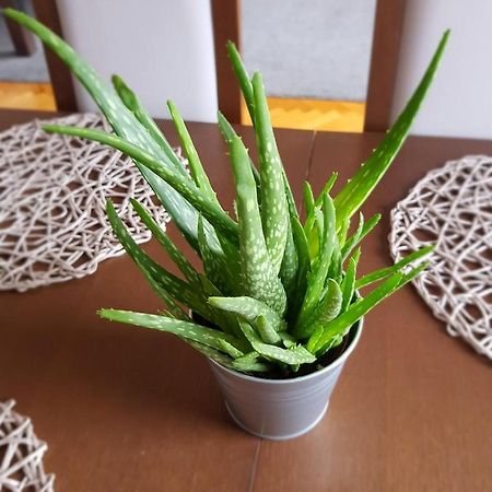 Apartament Janowskie Blonia Румя Екстериор снимка